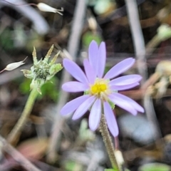 Vittadinia muelleri (Narrow-leafed New Holland Daisy) at Mcleods Creek Res (Gundaroo) - 21 Oct 2023 by trevorpreston