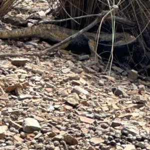 Pogona barbata at Aranda, ACT - suppressed