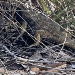 Pogona barbata at Aranda, ACT - suppressed