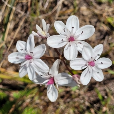 Burchardia umbellata (Milkmaids) at Gundaroo, NSW - 21 Oct 2023 by trevorpreston