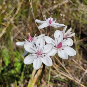 Burchardia umbellata at Gundaroo, NSW - 21 Oct 2023 11:00 AM