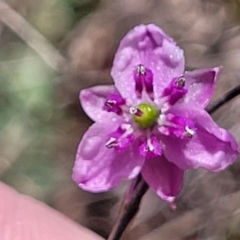 Arthropodium minus (Small Vanilla Lily) at Mcleods Creek Res (Gundaroo) - 20 Oct 2023 by trevorpreston