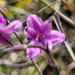 Arthropodium minus at Gundaroo, NSW - 21 Oct 2023