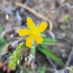 Hypericum gramineum (Small St Johns Wort) at Gundaroo, NSW - 21 Oct 2023 by trevorpreston