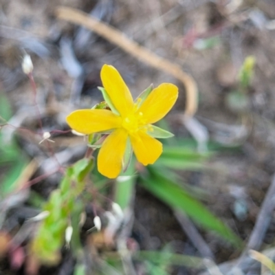 Hypericum gramineum (Small St Johns Wort) at Gundaroo, NSW - 21 Oct 2023 by trevorpreston