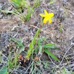 Hypericum gramineum at Gundaroo, NSW - 21 Oct 2023 10:57 AM