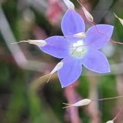 Wahlenbergia sp. (Bluebell) at Gundaroo, NSW - 20 Oct 2023 by trevorpreston