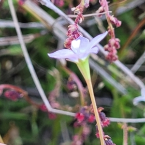 Wahlenbergia sp. at Gundaroo, NSW - 21 Oct 2023