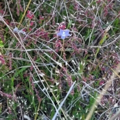 Wahlenbergia sp. at Gundaroo, NSW - 21 Oct 2023 10:56 AM