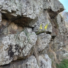 Bulbine glauca (Rock Lily) at Tuggeranong, ACT - 2 Oct 2023 by dwise