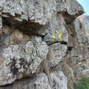 Bulbine glauca at Tuggeranong, ACT - 2 Oct 2023 11:14 AM