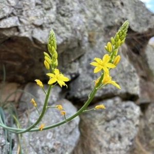 Bulbine glauca at Tuggeranong, ACT - 2 Oct 2023 11:14 AM