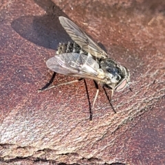Tabanidae (family) (Unidentified march or horse fly) at Mcleods Creek Res (Gundaroo) - 20 Oct 2023 by trevorpreston