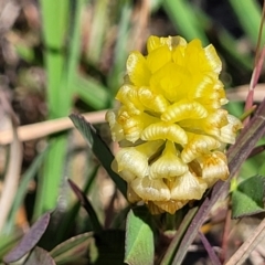 Trifolium campestre (Hop Clover) at Mcleods Creek Res (Gundaroo) - 20 Oct 2023 by trevorpreston