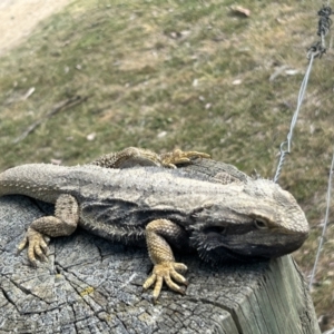 Pogona barbata at Tharwa, ACT - suppressed