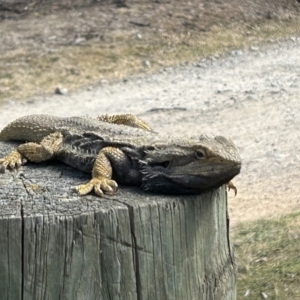 Pogona barbata at Tharwa, ACT - suppressed