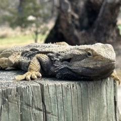 Pogona barbata at Tharwa, ACT - suppressed