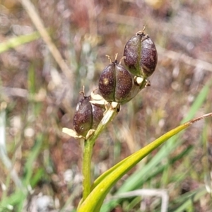 Wurmbea dioica subsp. dioica at Gundaroo, NSW - 21 Oct 2023 10:54 AM