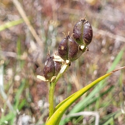 Wurmbea dioica subsp. dioica (Early Nancy) at Gundaroo, NSW - 20 Oct 2023 by trevorpreston