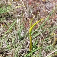 Wurmbea dioica subsp. dioica at Gundaroo, NSW - 21 Oct 2023 10:54 AM