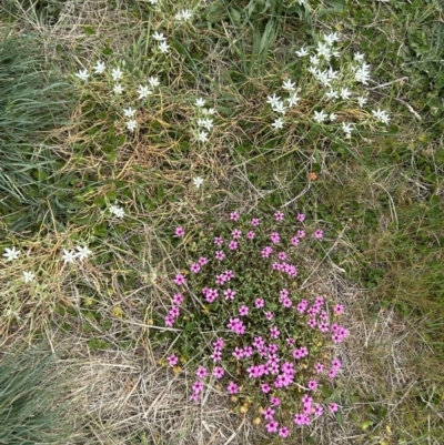 Oxalis sp. (Wood Sorrel) at Tharwa, ACT - 2 Oct 2023 by dwise