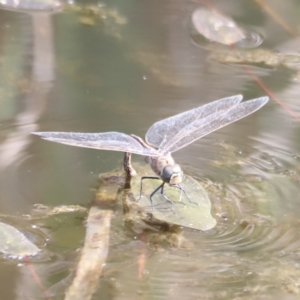 Anax papuensis at Aranda Bushland - 21 Oct 2023 09:04 AM