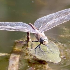 Anax papuensis at Aranda Bushland - 21 Oct 2023