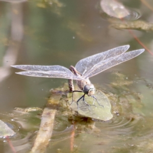 Anax papuensis at Aranda Bushland - 21 Oct 2023