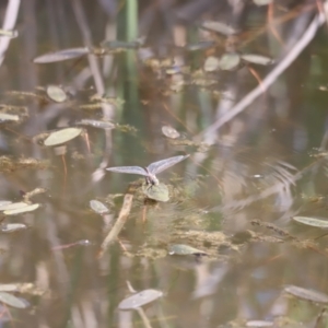 Anax papuensis at Aranda Bushland - 21 Oct 2023