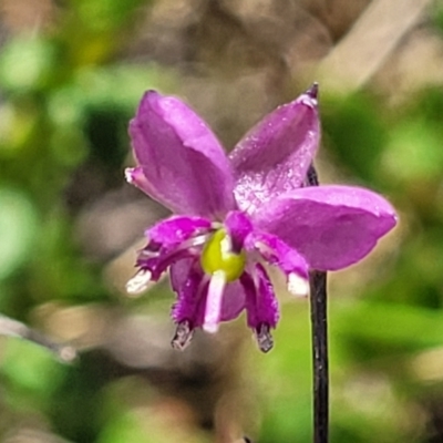 Arthropodium minus (Small Vanilla Lily) at Mcleods Creek Res (Gundaroo) - 20 Oct 2023 by trevorpreston