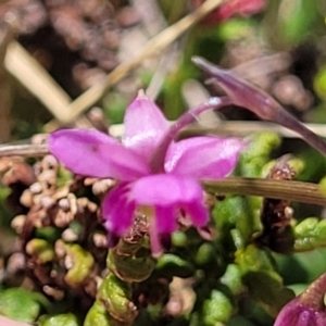 Arthropodium minus at Gundaroo, NSW - 21 Oct 2023 10:53 AM