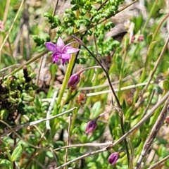 Arthropodium minus at Gundaroo, NSW - 21 Oct 2023 10:53 AM