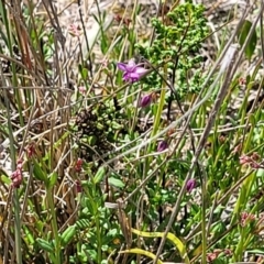 Arthropodium minus at Gundaroo, NSW - 21 Oct 2023 10:53 AM