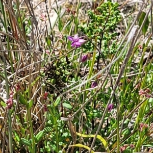 Arthropodium minus at Gundaroo, NSW - 21 Oct 2023