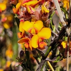 Dillwynia sericea (Egg And Bacon Peas) at Gundaroo, NSW - 21 Oct 2023 by trevorpreston