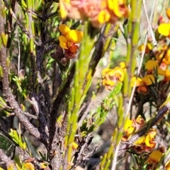 Dillwynia sericea at Gundaroo, NSW - 21 Oct 2023