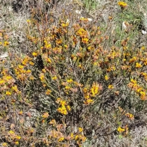 Dillwynia sericea at Gundaroo, NSW - 21 Oct 2023