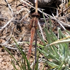 Diplacodes bipunctata (Wandering Percher) at Gundaroo, NSW - 21 Oct 2023 by trevorpreston