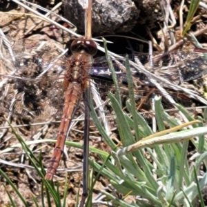 Diplacodes bipunctata at Mcleods Creek Res (Gundaroo) - 21 Oct 2023