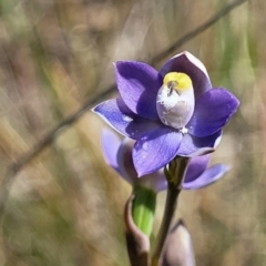 Thelymitra peniculata (Blue Star Sun-orchid) at Gundaroo, NSW - 21 Oct 2023 by trevorpreston