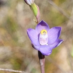 Thelymitra peniculata at Gundaroo, NSW - 21 Oct 2023