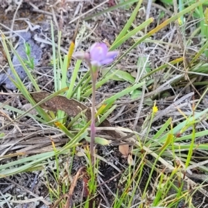 Thelymitra peniculata at Gundaroo, NSW - 21 Oct 2023