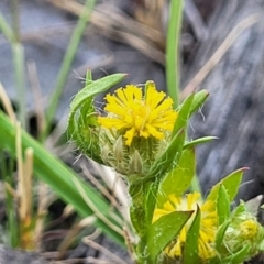 Triptilodiscus pygmaeus (Annual Daisy) at Gundaroo, NSW - 20 Oct 2023 by trevorpreston