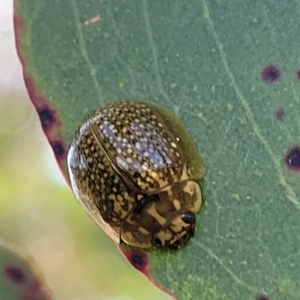 Paropsisterna cloelia at Gundaroo, NSW - 21 Oct 2023 10:46 AM