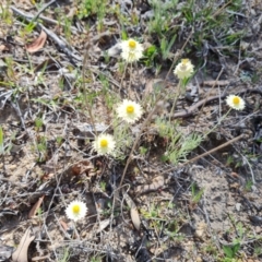 Leucochrysum albicans subsp. tricolor (Hoary Sunray) at Mount Mugga Mugga - 21 Oct 2023 by Mike