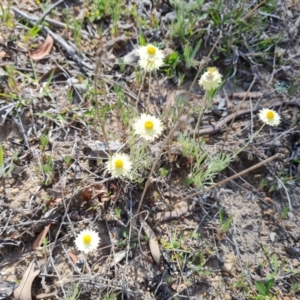 Leucochrysum albicans subsp. tricolor at O'Malley, ACT - 21 Oct 2023