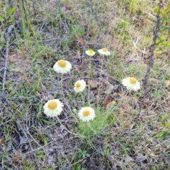 Leucochrysum albicans subsp. tricolor at O'Malley, ACT - 21 Oct 2023