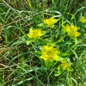 Euphorbia oblongata at O'Malley, ACT - 21 Oct 2023