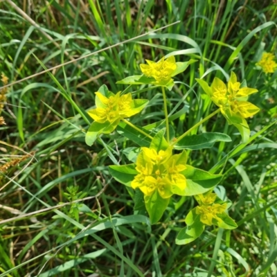 Euphorbia oblongata (Egg-leaf Spurge) at Mount Mugga Mugga - 21 Oct 2023 by Mike