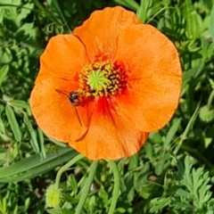 Papaver dubium (Longhead Poppy) at Symonston, ACT - 21 Oct 2023 by Mike